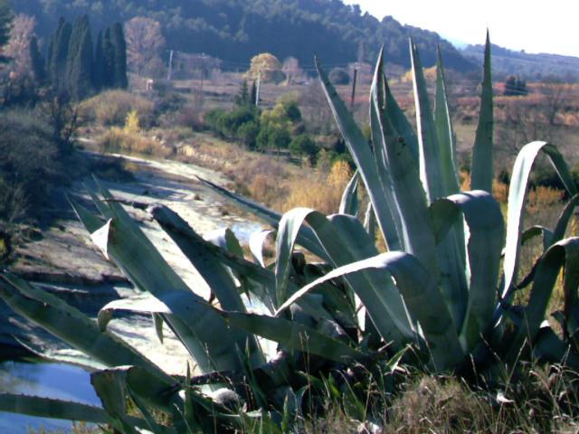 Plantes méditerranéennes autour de notre location de vacances