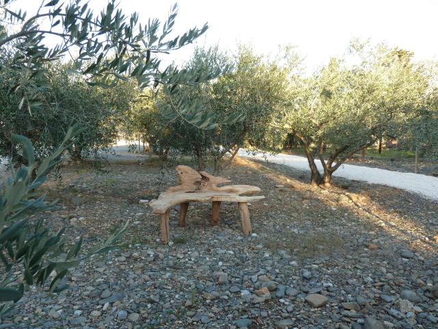 Bize minervois tout savoir sur l'olive, l'olivier, l'huile d'olive! autour de notre location de vacances