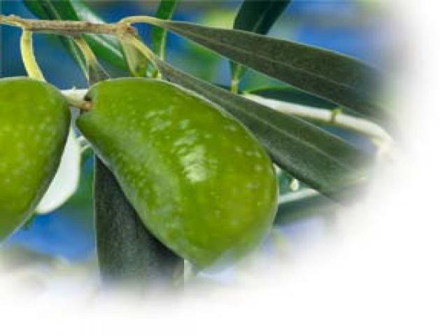 Découvrez l'olive du pays, la lucques autour de notre location de vacances