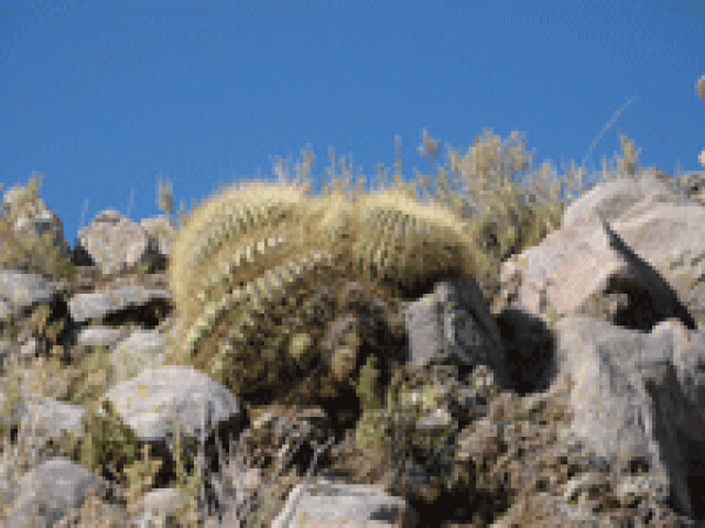 Visitez la cactuseraie d'escaïre à montolieu autour de notre location de vacances