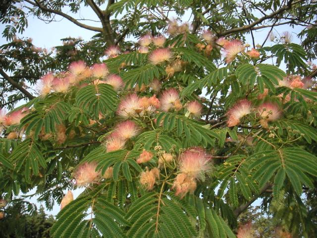 albizia-1687-4.jpg