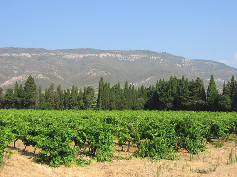 Au coeur du vignoble des corbières autour de notre location de vacances