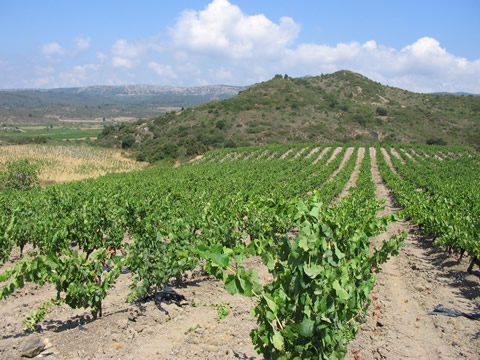 Au coeur du vignoble des corbières autour de notre location de vacances