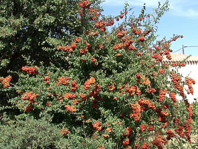 Le pyracantha...