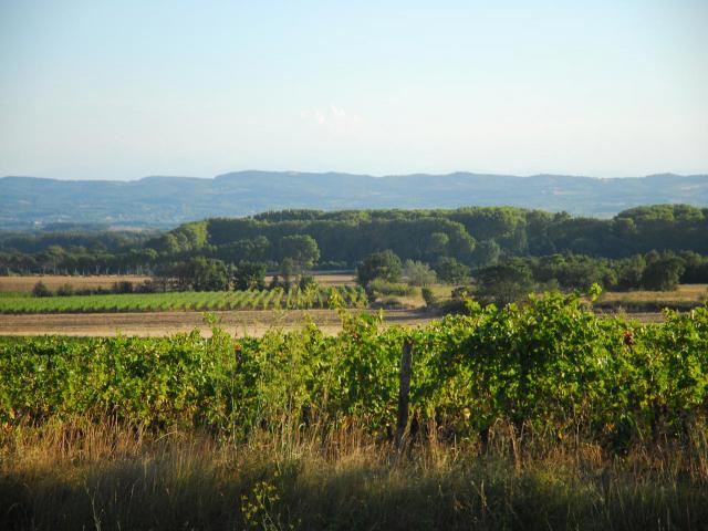 Les vignes du cabardès