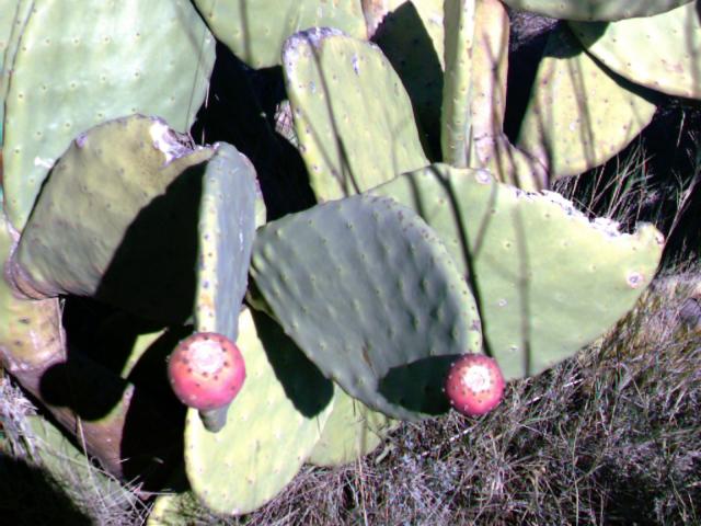 Plantes méditerranéennes