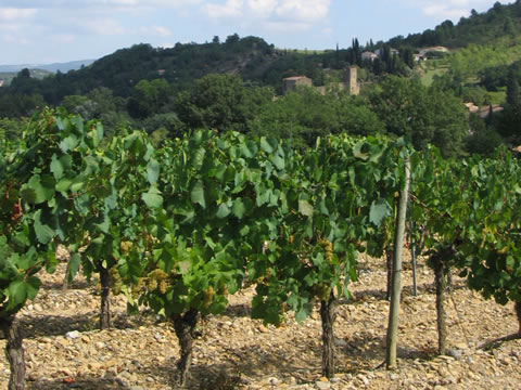 Une vigne