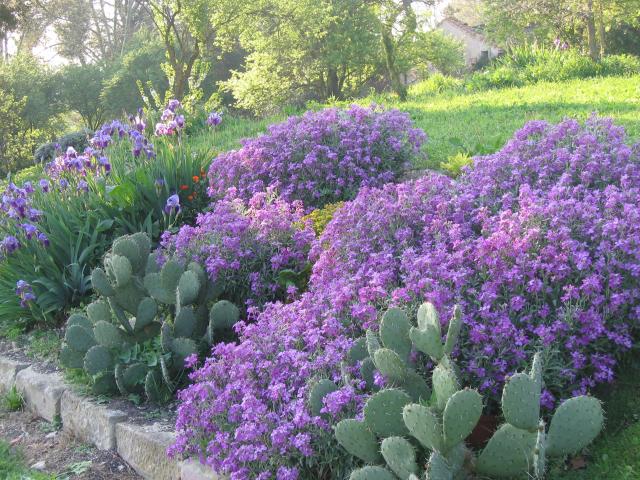 Cactus et fleurs