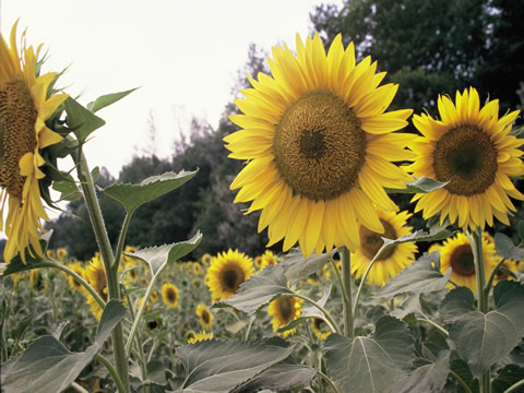 Les champs de tournesol