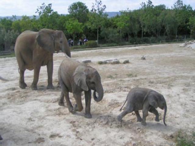 La Réserve africaine de Sigean autour de notre location de vacances