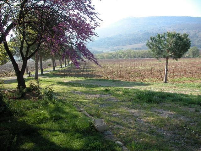 Vue vers le sud,sur les vignes et le pic de brau autour de notre location de vacances