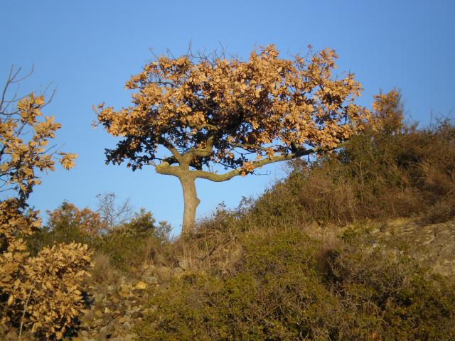 La garrigue