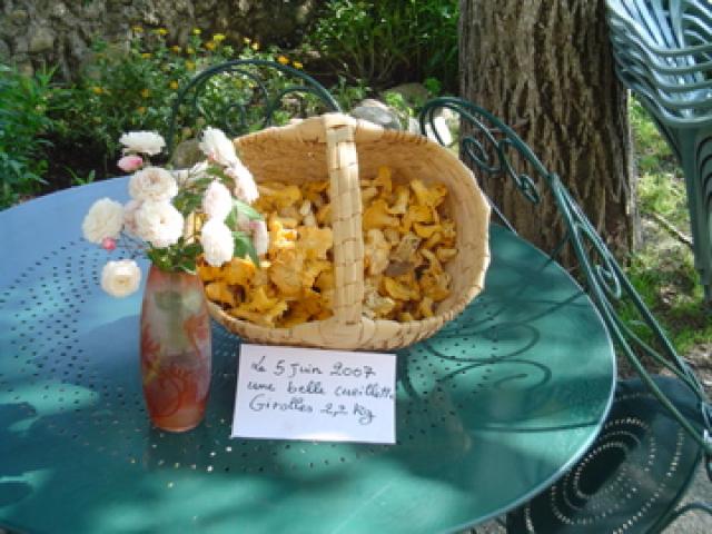  un panier de girolles en automne autour de notre location de vacances