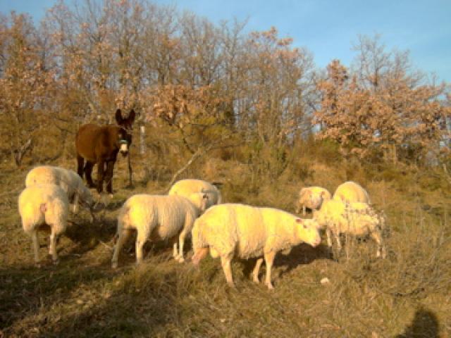 des brebis charmoises