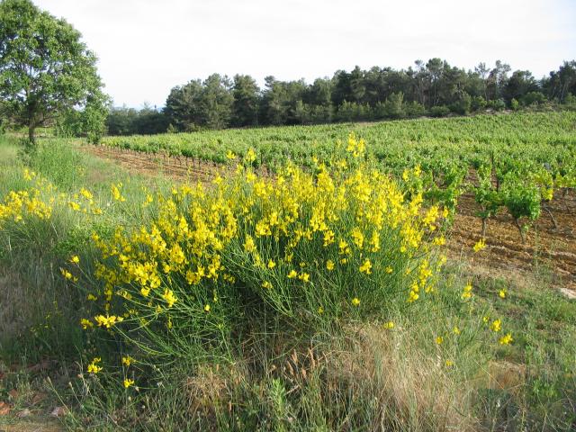 La campagne environnante, vignes et genets autour de notre location de vacances