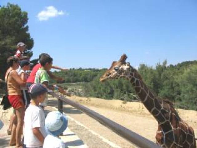 Réserve africaine de sijean ( 50 km) autour de notre location de vacances