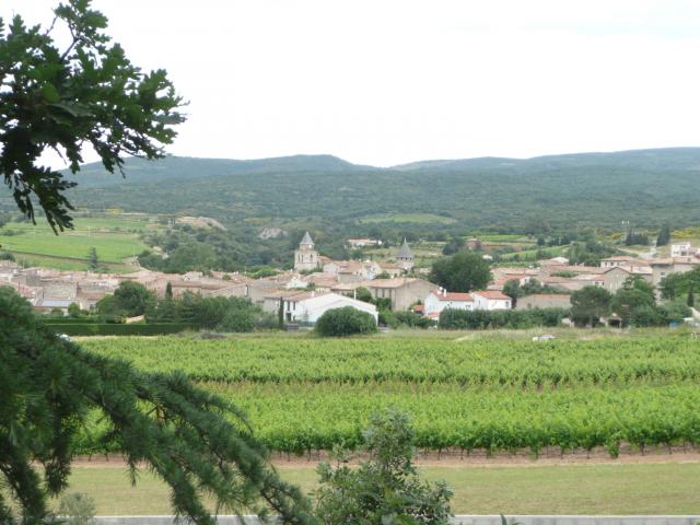 A la découverte des platanes