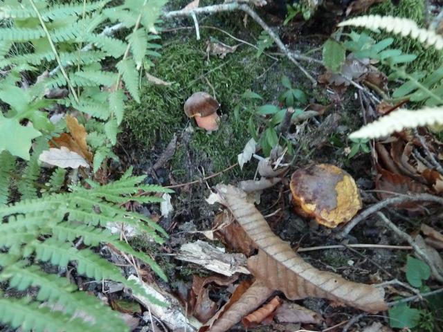 Montjoi à 15mn aux champignons en octobre autour de notre location de vacances