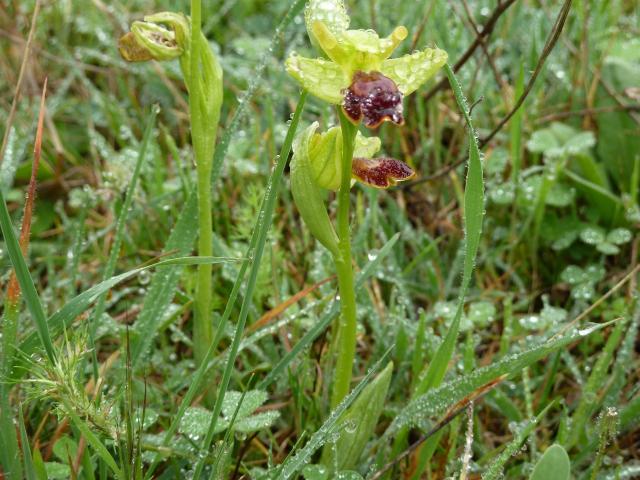 Au printemps orchidées orphrys