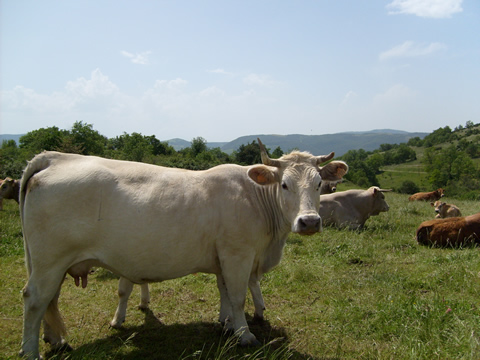 Paysage de montagne autour de notre location de vacances