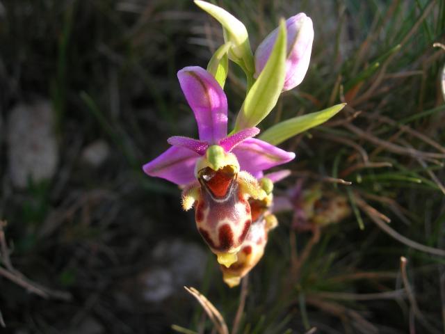 L'ophrys à poils soyeux autour de notre location de vacances