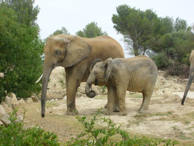 La réserve africaine de sigean autour de notre location de vacances