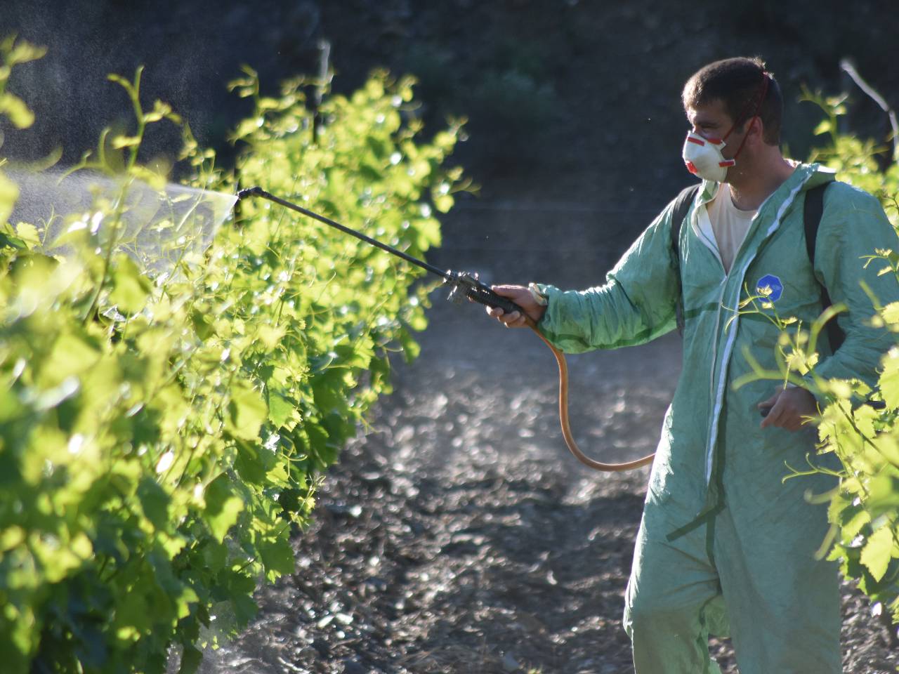 Travaux de printemps et d'été : la protection du vignoble autour de notre location de vacances