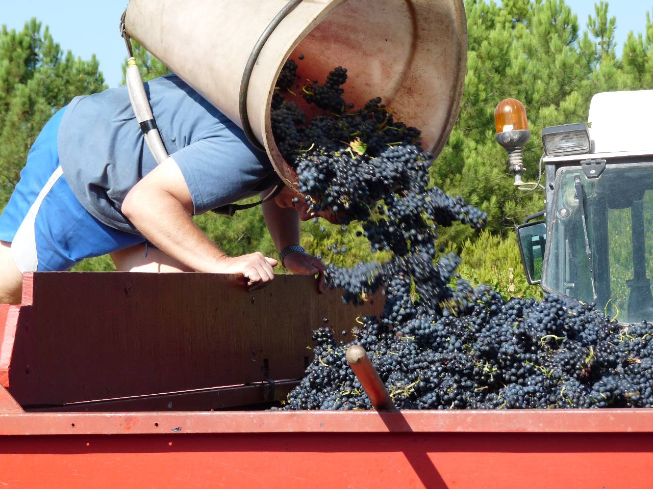 Travaux Eté et Automne : Parés pour les vendanges....