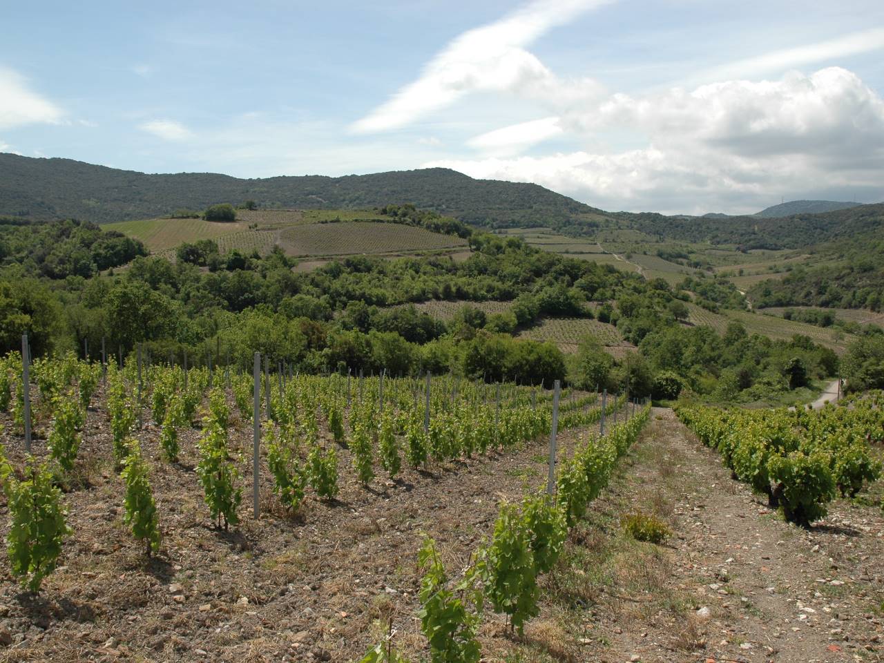 Le vignoble autour de notre location de vacances