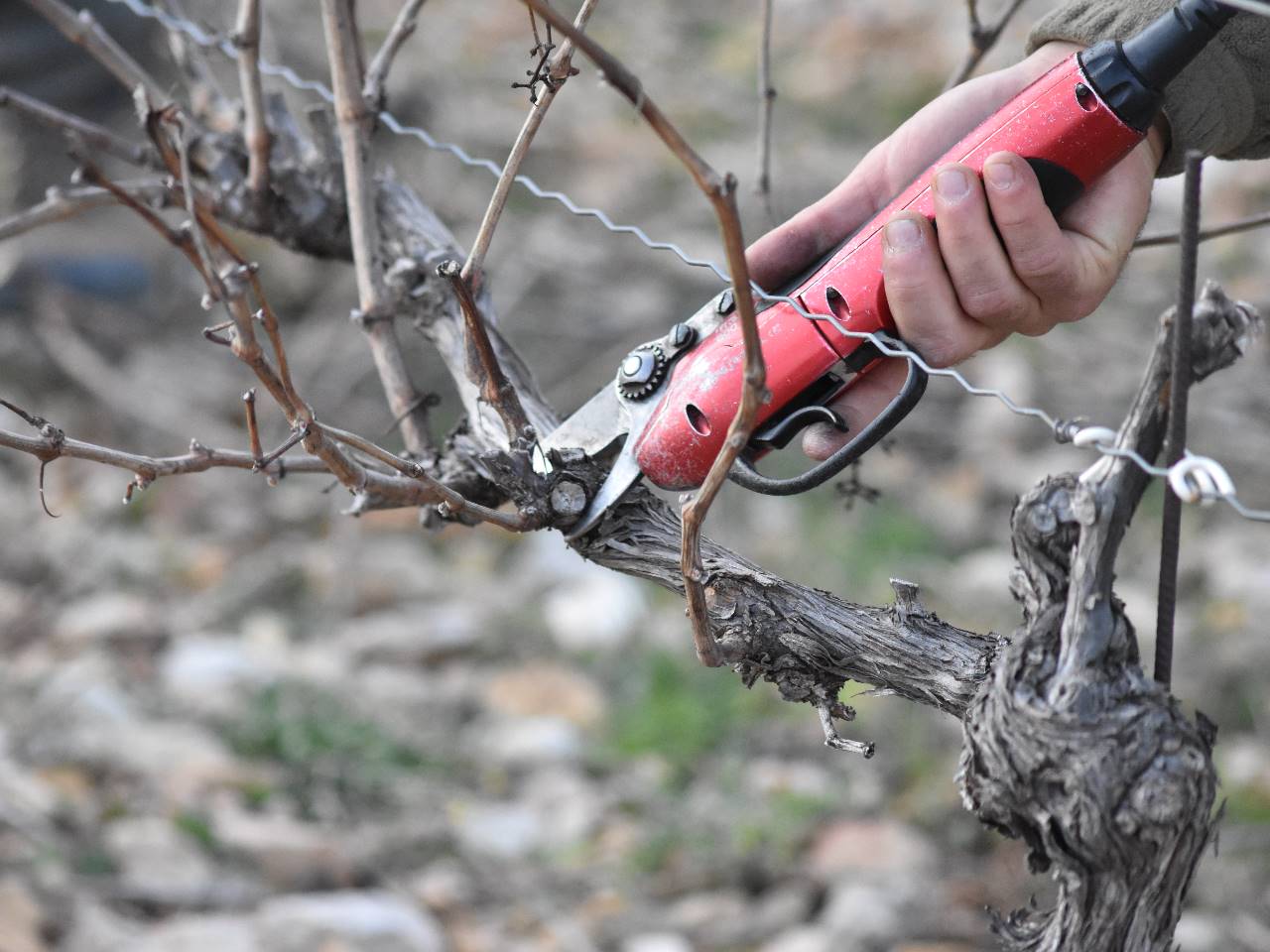 Travaux d'Automne et d'Hiver : La Taille des vignes autour de notre location de vacances